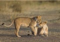 Two lionesses fondle each other. National Park. Kenya. Tanzania. Masai Mara. Serengeti.