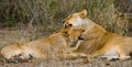 Two lionesses fondle each other. National Park. Kenya. Tanzania. Masai Mara. Serengeti.