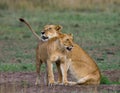 Two lionesses fondle each other. National Park. Kenya. Tanzania. Masai Mara. Serengeti.