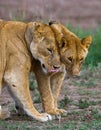 Two lionesses fondle each other. National Park. Kenya. Tanzania. Masai Mara. Serengeti.