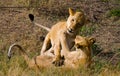 Two lionesses fondle each other. National Park. Kenya. Tanzania. Masai Mara. Serengeti.