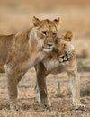 Two lionesses fondle each other. National Park. Kenya. Tanzania. Masai Mara. Serengeti.