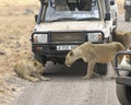 Two lionesses in front of a safari vehicle in the Ngorongoro Crater