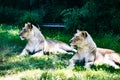 Two lionesses hear something tasty