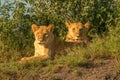 Two lionesses lie by bushes watching camera