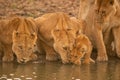 Two lionesses lie drinking water beside cub Royalty Free Stock Photo