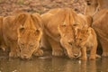 Two lionesses lie drinking water by cub Royalty Free Stock Photo