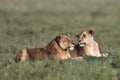 Two lionesses lie in the grass