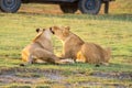 Two lionesses nuzzle each other by vehicle