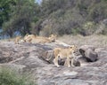 Two lionesses and one lion and one cub on a large grey rock Royalty Free Stock Photo