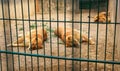 Two lionesses and one lion resting in a zoo cage Royalty Free Stock Photo