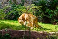 Two lionesses Panthera leo playing among the green vegetation Royalty Free Stock Photo
