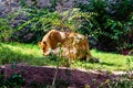 Two lionesses Panthera leo playing among the green vegetation Royalty Free Stock Photo