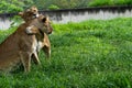 Two lionesses playing in the grass, while biting and hugging each other with their claws Royalty Free Stock Photo