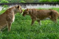 Two lionesses playing on the grass in the zoo Royalty Free Stock Photo
