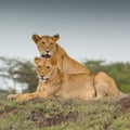 Two Lionesses Portrait