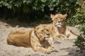 Two lionesses resting in the sand while being alert