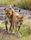 Two lionesses in the Savannah. National Park. Kenya. Tanzania. Masai Mara. Serengeti.