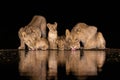 Two lionesses with three cubs drinking at night Royalty Free Stock Photo