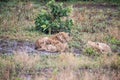 Two lionesses and three small cubs