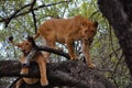 Two lionesses in a tree.