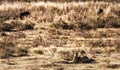 Lionesses near wildebeest on the hunt