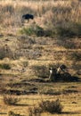 Lionesses near wildebeest on the hunt