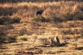 Lionesses near wildebeest on the hunt