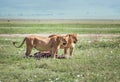 Two lionesses with a zebra-pray ate up a lot and pulling meat to lion cubs. Ngorongoro Crater Conservation Area, Tanzania. Royalty Free Stock Photo