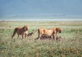 Two lionesses with a zebra-pray ate up a lot and pulling meat to lion cubs. Ngorongoro Crater Conservation Area, Tanzania. Royalty Free Stock Photo