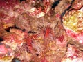 Two lionfish in the coral Royalty Free Stock Photo