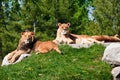 Two Lions Royalty Free Stock Photo