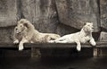 Two Lions Royalty Free Stock Photo