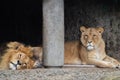 Two Lions At Artis Zoo Amsterdam The Netherlands Royalty Free Stock Photo