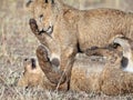 Two lions cubs played in the morning sun beams Royalty Free Stock Photo