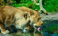 Two lions drinking water on a hot summers day