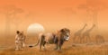 Two lions hunting in savanna in the morning sun, collage Royalty Free Stock Photo