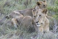 two lions laying in tall grass, Kruger park, South Africa