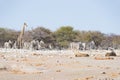 Two Lions lying down on the ground. Zebra and giraffe defocused walking undisturbed in the background. Wildlife safari in the Et Royalty Free Stock Photo