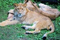 Two lions lying in the shade