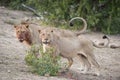 Two lions, one with a bloody face, looking at the camera.