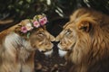 two lions, one with a flower crown, touching noses Royalty Free Stock Photo