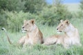 Lioness sisters lying together on savannah, close-up