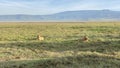 Two lions rest on green grass in Ngorongoro National Park. Long shot. Safari in Tanzania Royalty Free Stock Photo