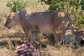 Two lions rest in the shade of a tree in Hwange National Park, Zimbabwe. Royalty Free Stock Photo