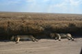 Two lions in the shade next to road on safari Tanzania