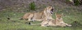 Two lions sitting in Botswana Royalty Free Stock Photo