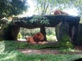 Two lions sleep in the park Royalty Free Stock Photo