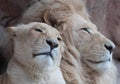Two lions together, mane, whiskers, cuddle, wildlife