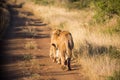 Two lions walking away on the dirt road Royalty Free Stock Photo
